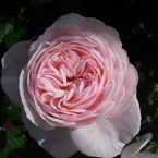 rose garden 05