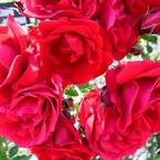 rose garden 06
