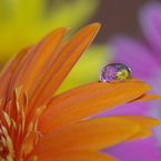Flower in the drop  -Pair-