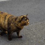 たぬき。。。。。。。じゃないです！