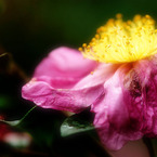 山茶花