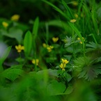 山に咲く花　駒ヶ岳