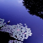 池