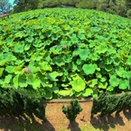  和歌山県植物公園緑花センター