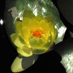 ちょっと明るさ調整。