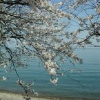 高島市 琵琶湖畔