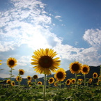 太陽の小町