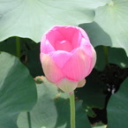 Lotus05