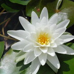 waterlily01