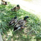 DSCN0193