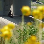 花の向こうに