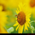 Sunflower.7
