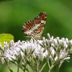 ヒヨドリバナとサカハチチョウ