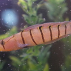 キヌバリ