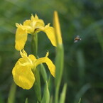 IMG_0233_1_T
