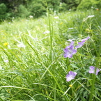 登山道に咲く1