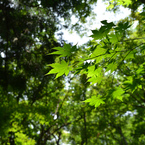 Leaves*