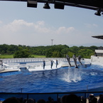 水族館イルカショー１