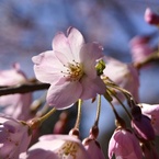 花びら