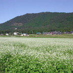 高島市　箱館そば畑