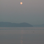 琵琶湖の水鳥と月