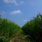 夏の田園