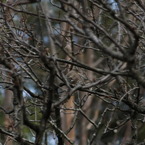 野鳥図鑑用・オジロビタキ