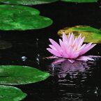 水が織りなす景色（雨のステージ）