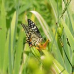 檜扇とキアゲハ