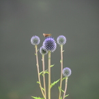 六甲高山植物園（壱拾弐）