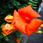 夏の花