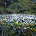 霜おりる