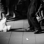 imitation　16