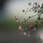 Ｔ・Ｆさんちの花畑　その２ー１