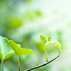 植物園にて　元気な若いの