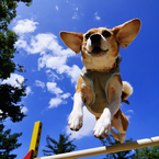 Jump