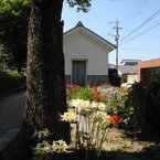 彼岸花