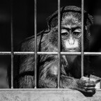 born behind bars