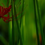 巾着田の曼珠沙華