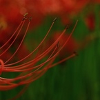 巾着田の曼珠沙華