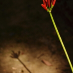 花影