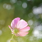 秋桜の季節