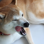 あくびの終わり
