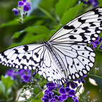 Idea leuconoe
