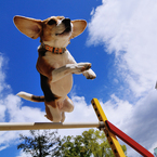 Jump