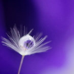 Flower in the drop