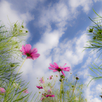 秋の空と花～♪