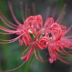 雨の曼珠沙華1