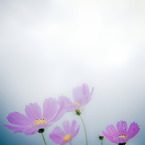 秋桜
