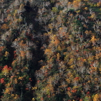 終わりゆく紅葉と岳樺の樹々